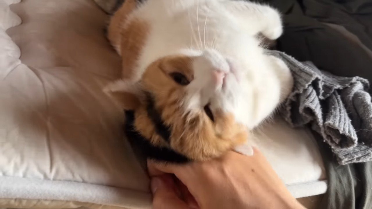 手に擦り寄って