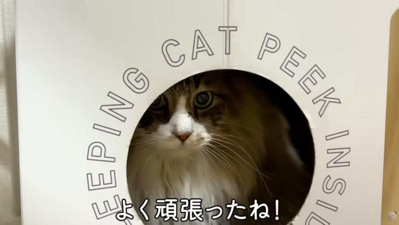 段ボールハウスへ避難