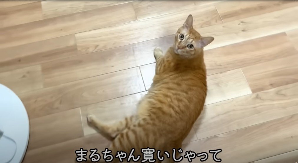 床に寝そべる茶トラ猫
