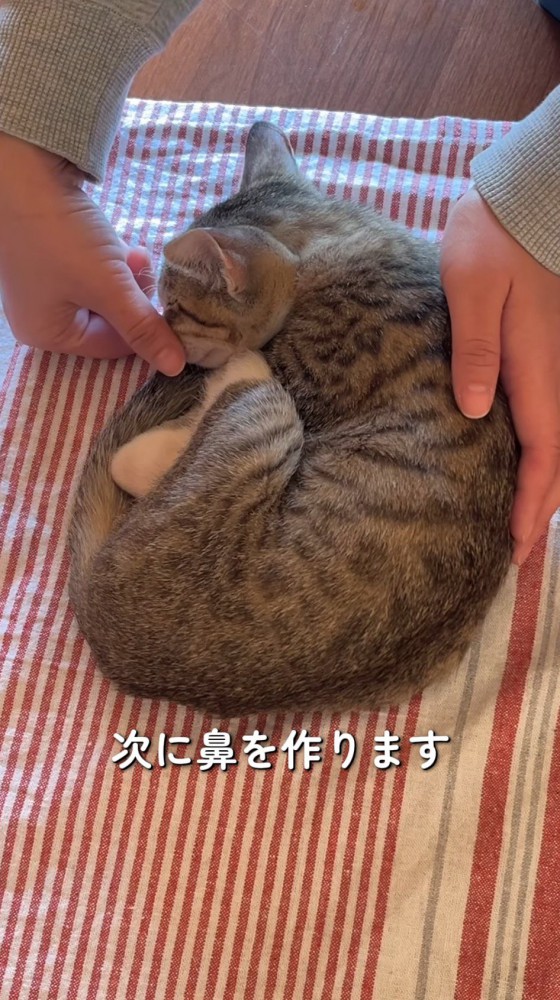 猫の鼻に指を当てる飼い主