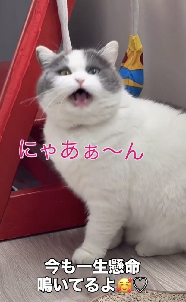 一生懸命鳴くブリティッシュショートヘア