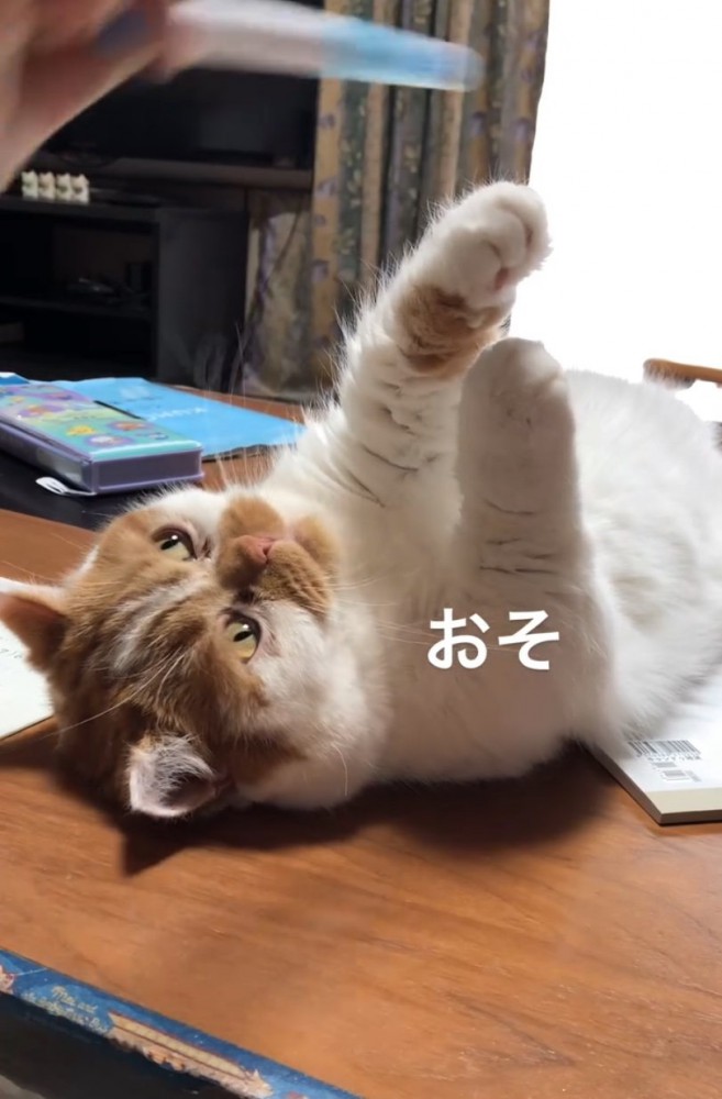 手を伸ばす猫