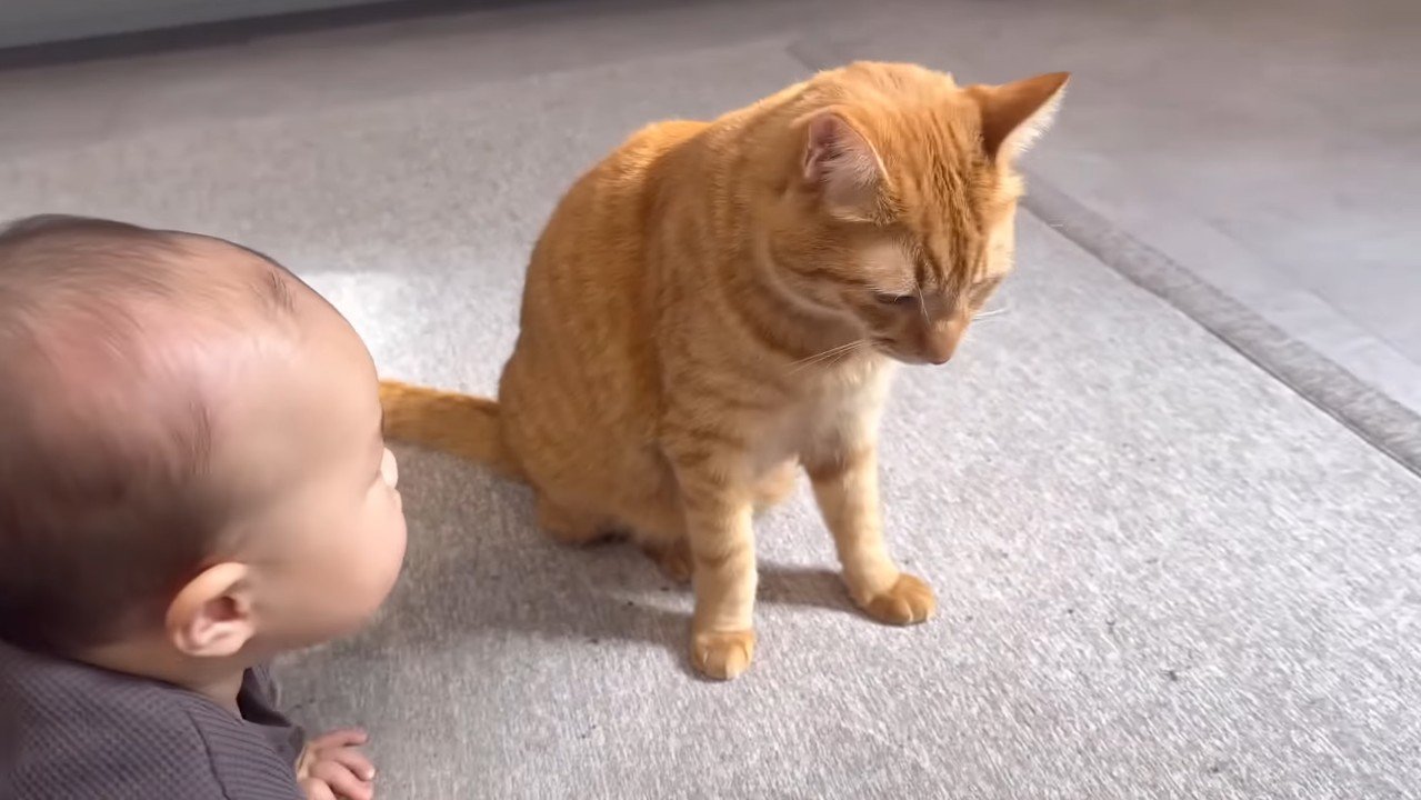 俯くとらまるくん