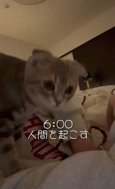 人間を起こす猫