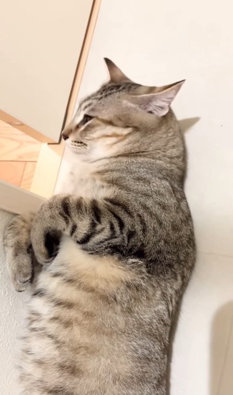 横を向く猫