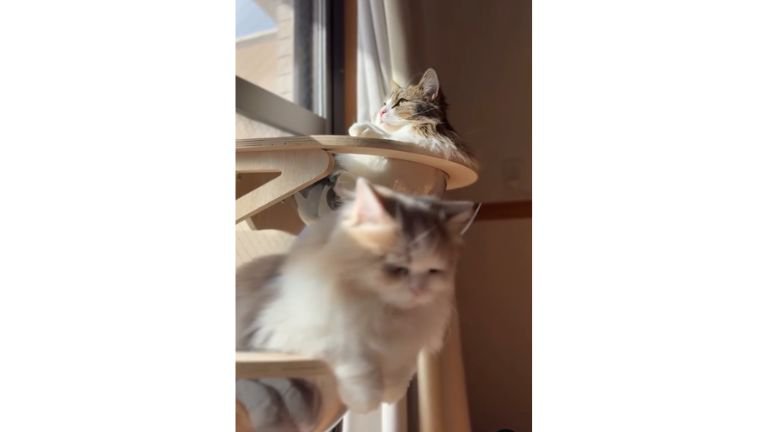 キャットタワーにいる猫