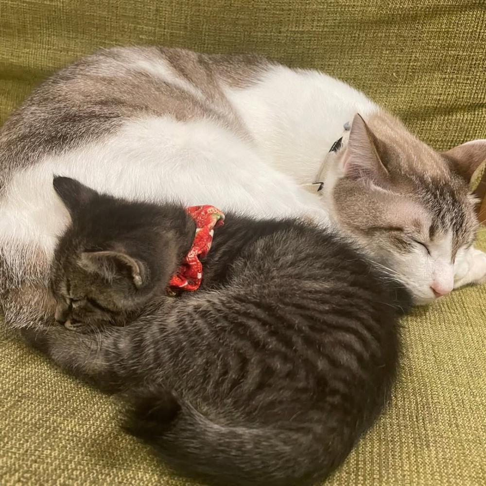 くっついて寝る成猫と子猫