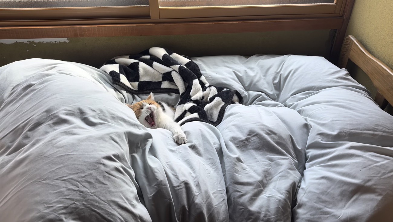 あくびをするミケ