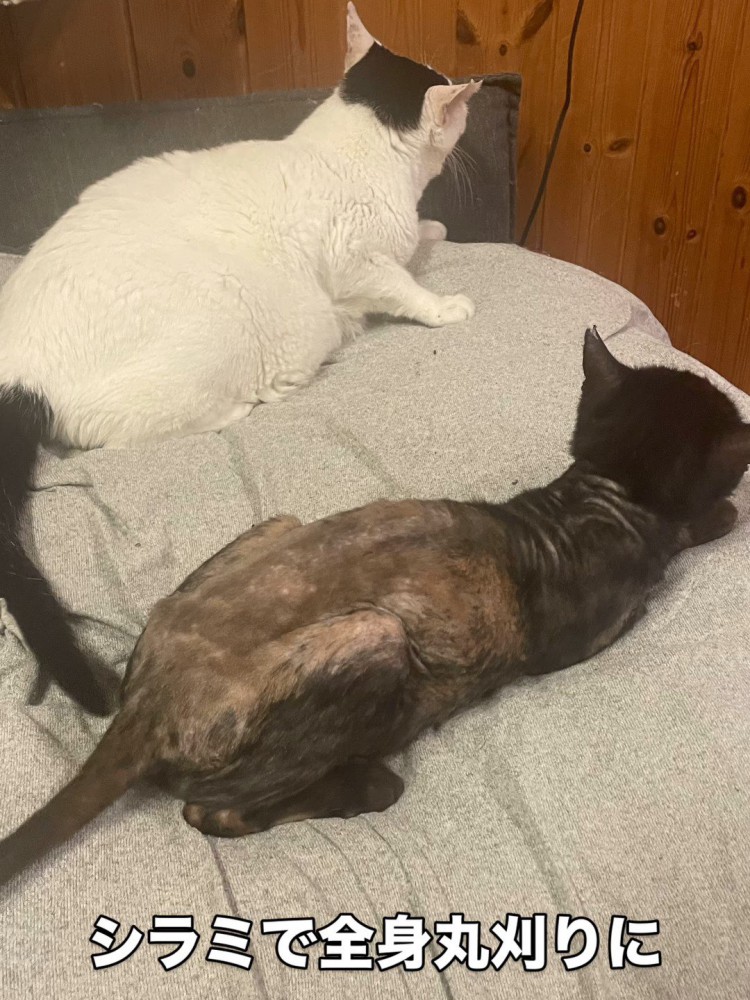 2匹の猫の後ろ姿