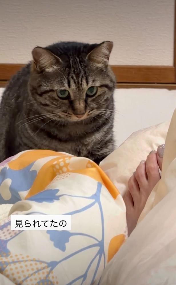 顔を上げる猫