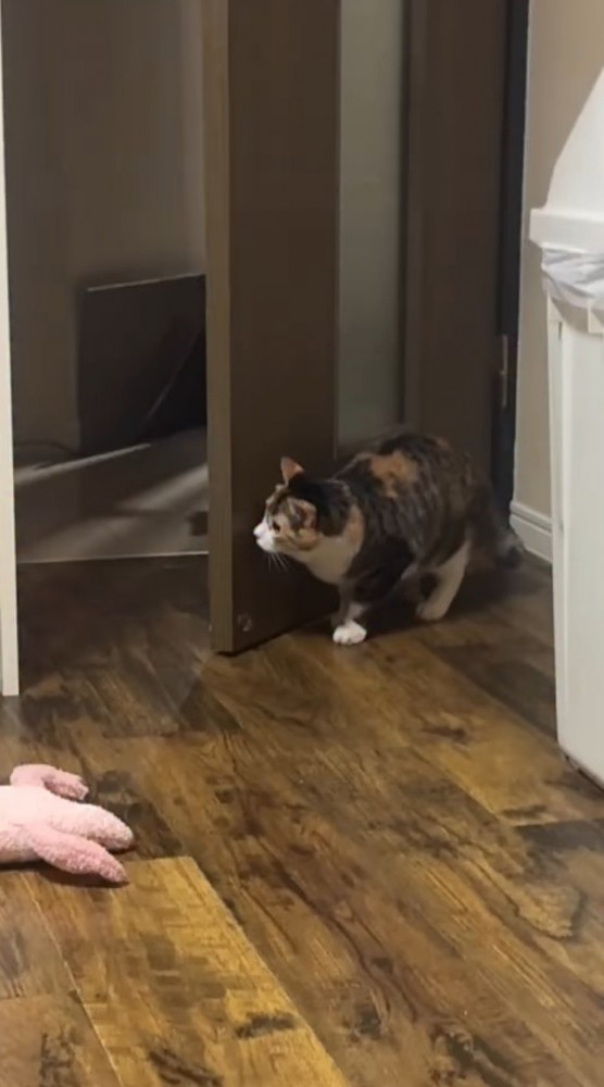 ドアの裏に身を潜める三毛猫