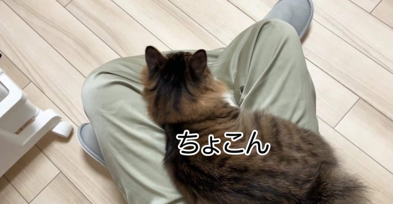 飼い主の膝の上に座る長毛猫を上から見下ろした様子