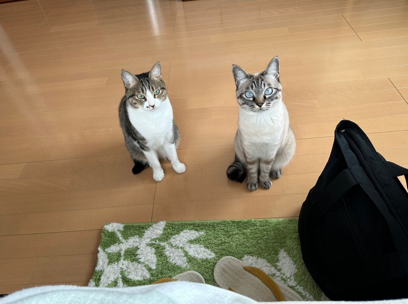 座っている猫2匹