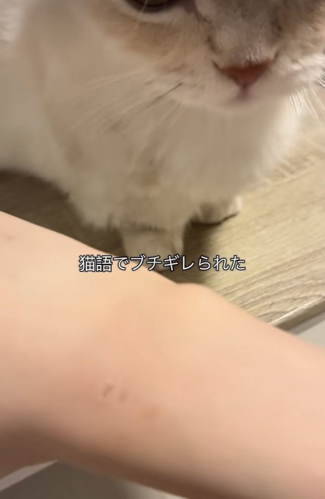 飼い主さんを睨むミヌエット