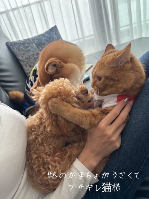 飼い主の膝の上に乗っているトイプーと猫