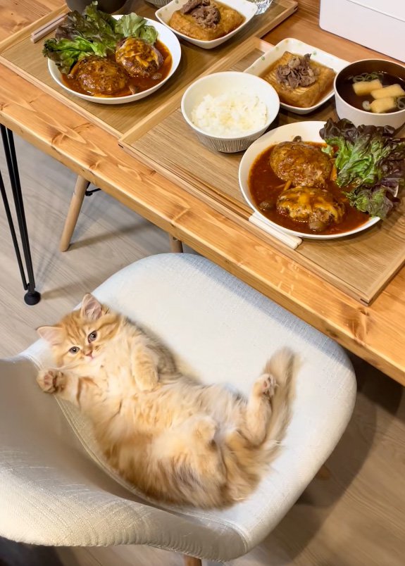 片手を挙げる猫