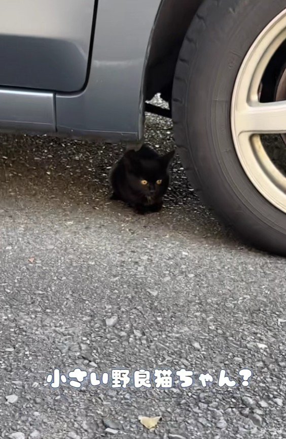 車の下に潜む黒猫