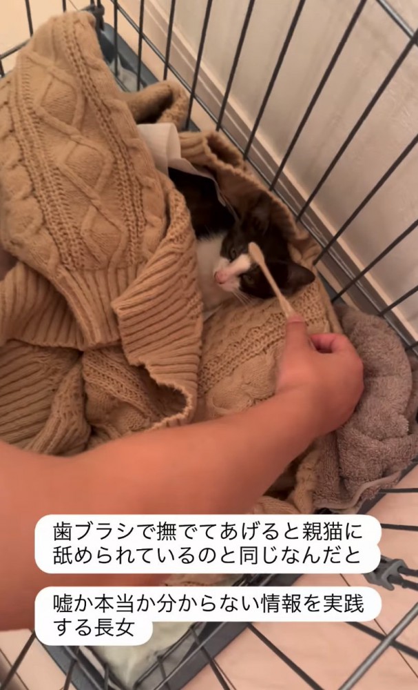 歯ブラシで撫でる