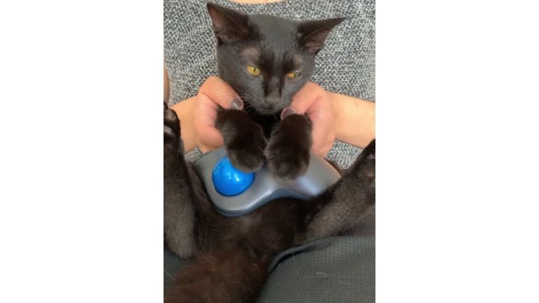 抱かれている猫