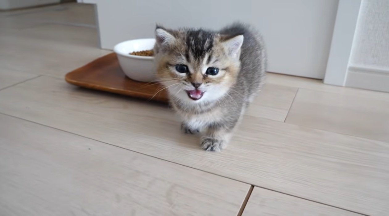 鳴いている子猫