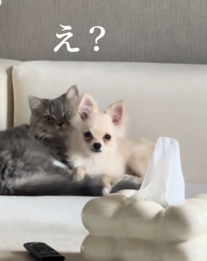 一緒にくつろぐ猫と犬