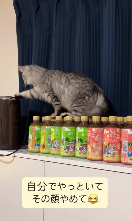 右手を一生懸命伸ばす猫