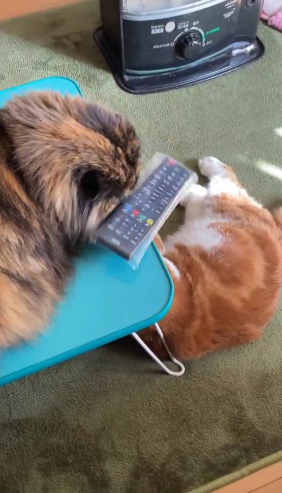 くつろぐ2匹の猫