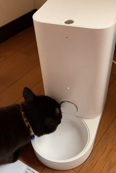 自動給餌器に顔を近づける猫