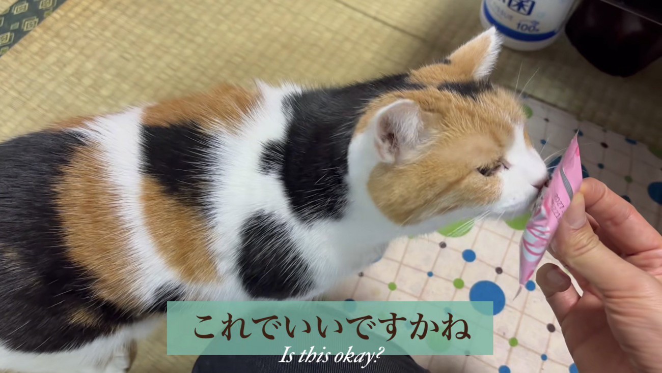 おやつの匂いを嗅ぐミケ