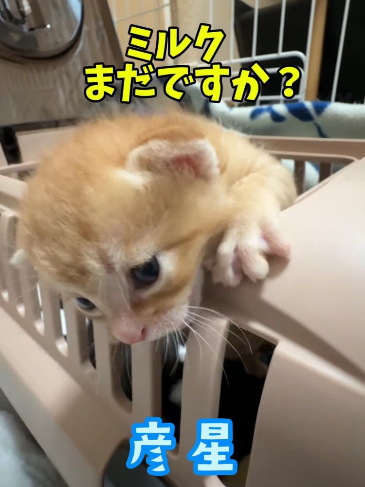 キャリーから顔を出す子猫