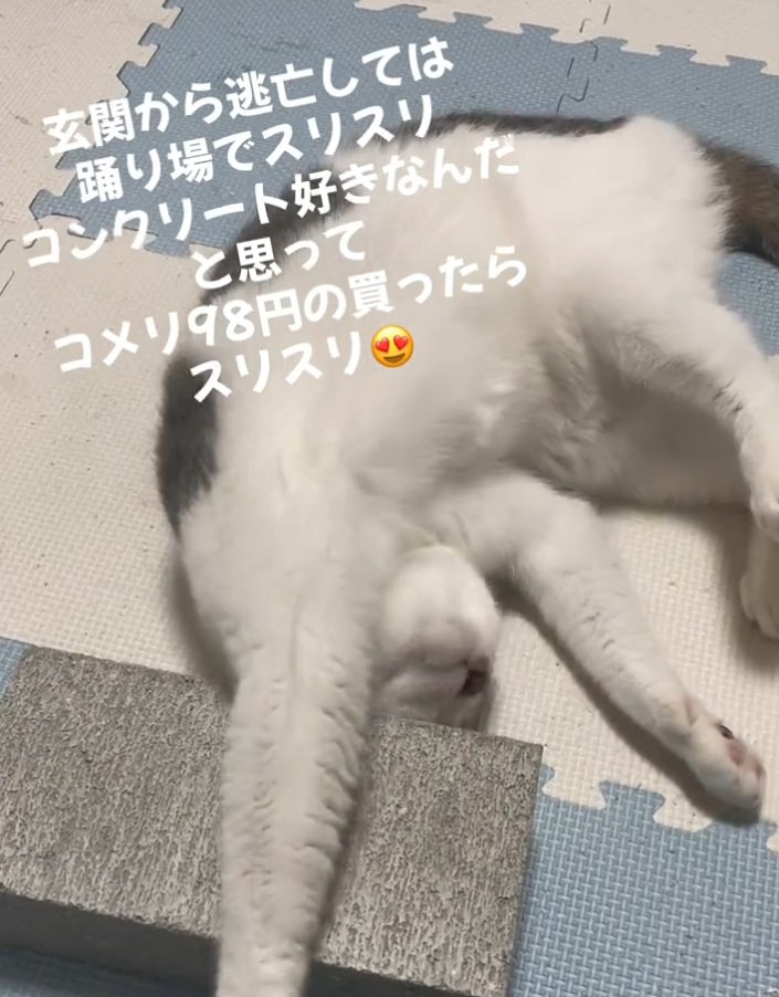 伸びをする猫