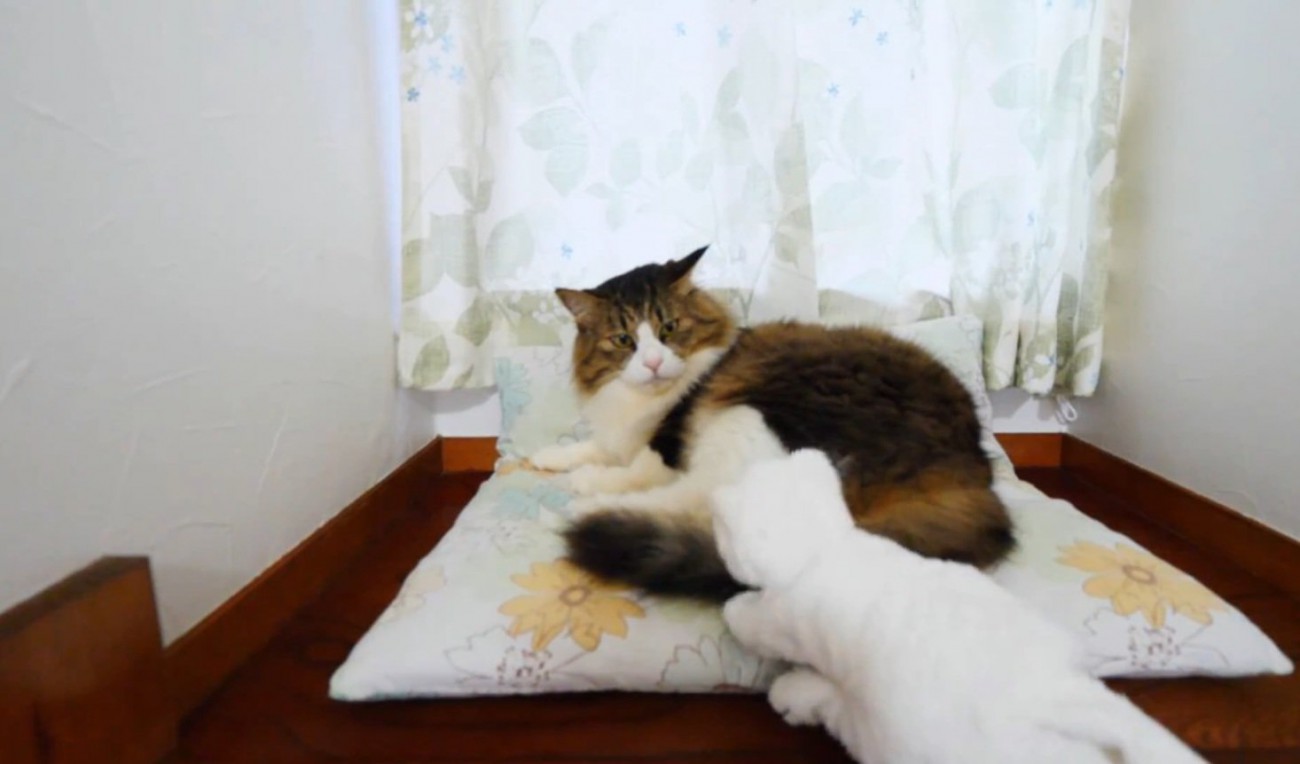 ジッと見つめる猫