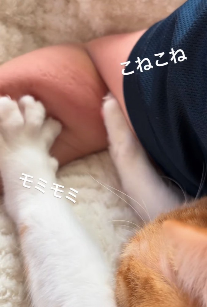 両前足でコネコネする猫3