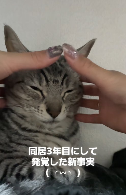 半目の猫のおでこに両手の親指を添えようとしている飼い主