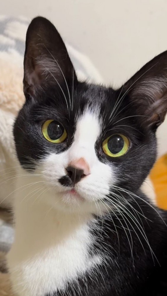 飼い主の顔を見つめる猫