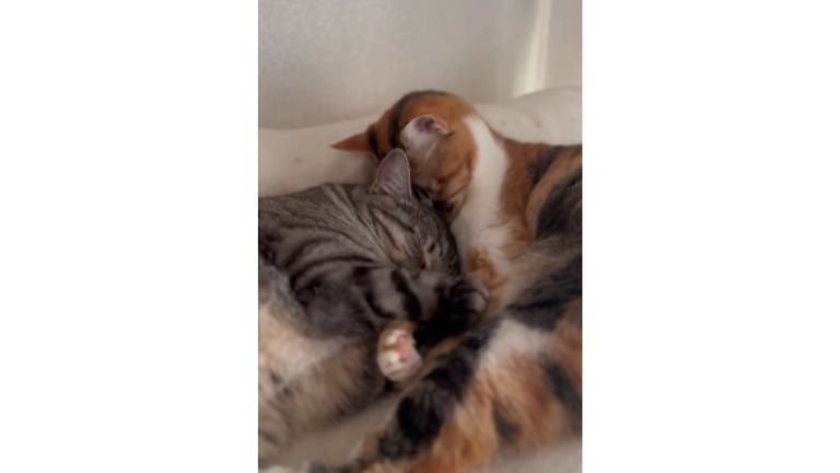 寄り添う猫たち