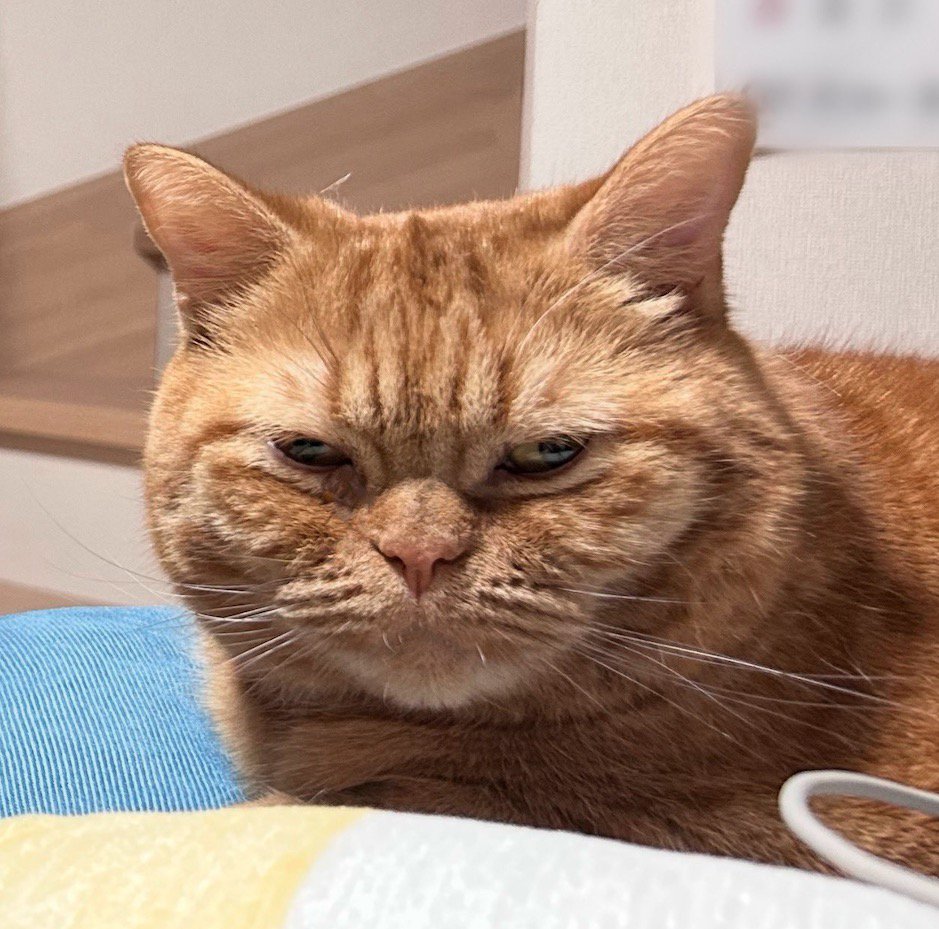 目を半分伏せてカメラを見る猫