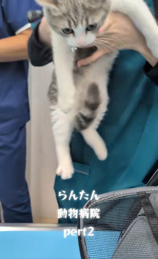 人に抱かれている子猫