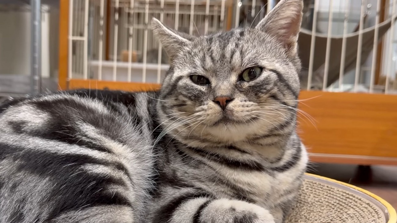 カメラ目線の猫