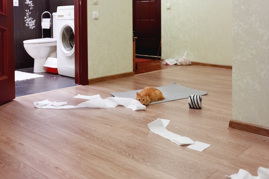 猫がわざとイタズラをする８つの心理