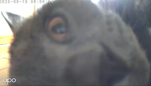 カメラに近すぎる猫