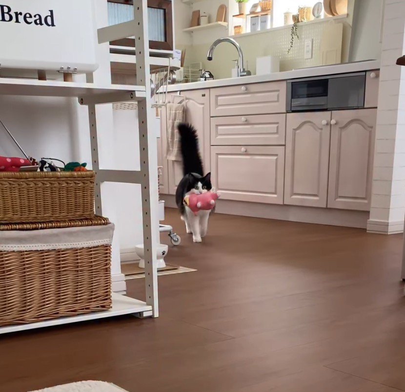 キッチンから飼い主の方へ歩いてくる猫