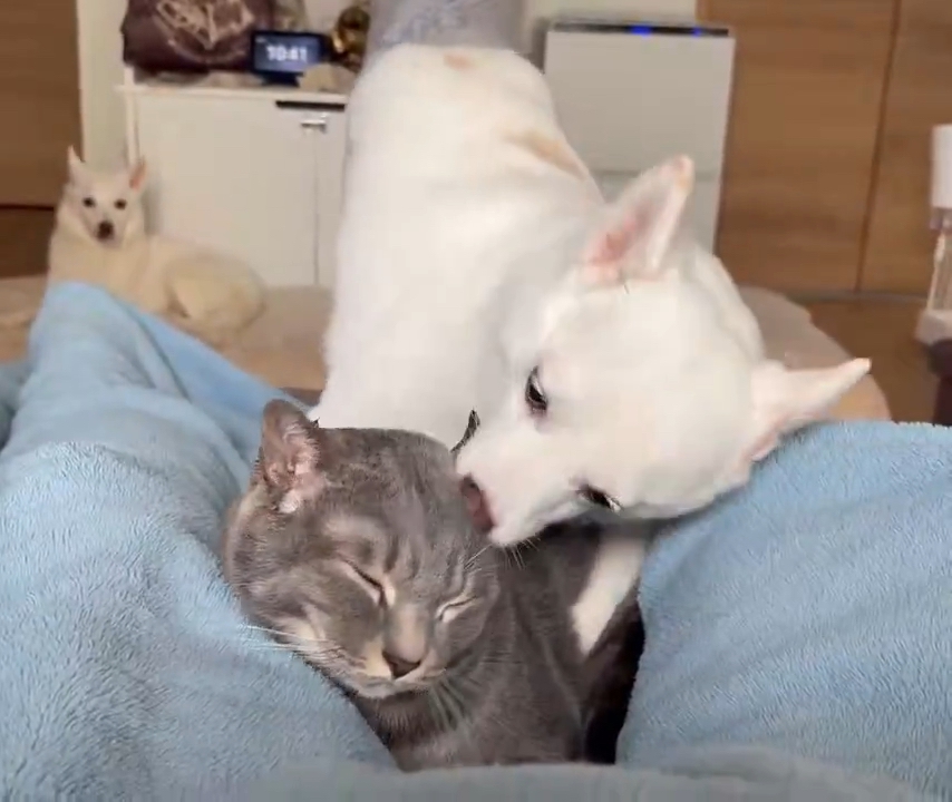 耳を舐め合う犬猫さんたち