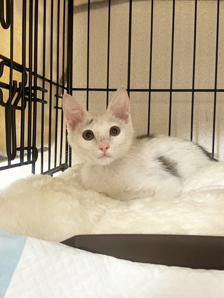 ケージの奥にいる子猫