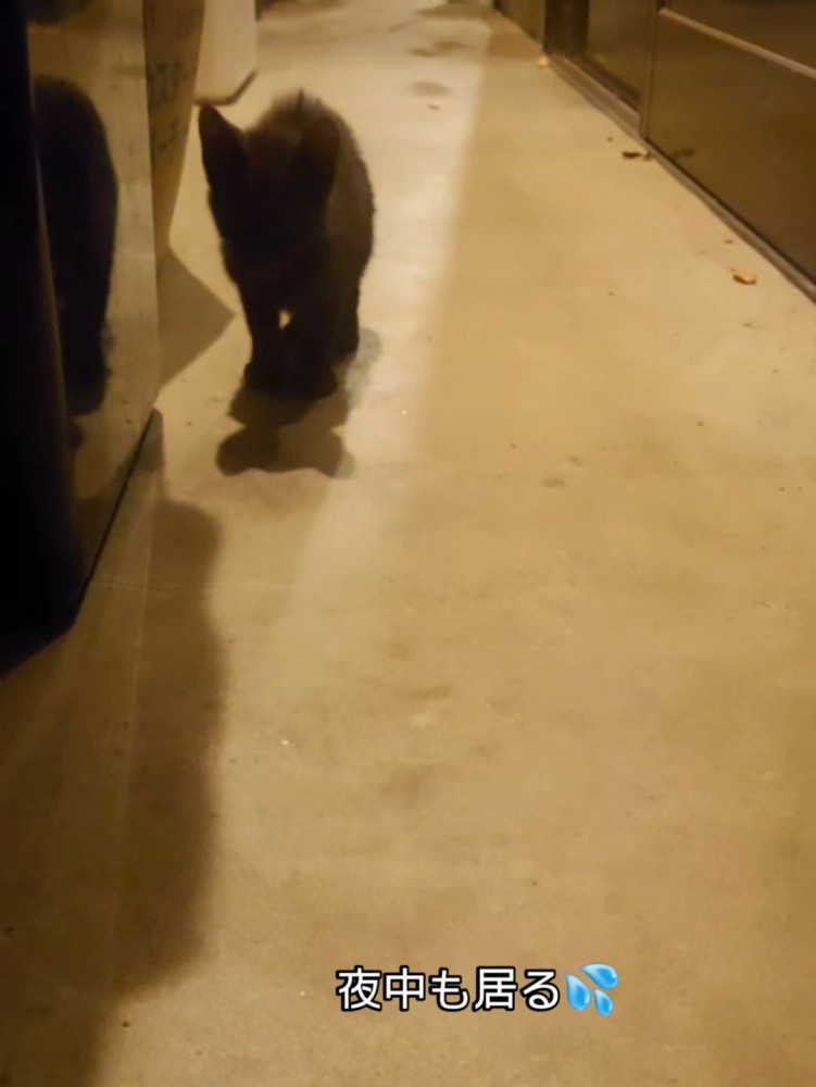 立っている子猫