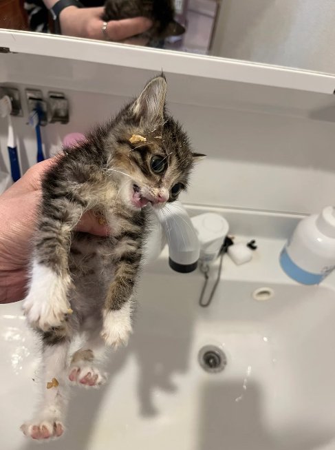 洗面台の上で掴まれて口を開けている子猫