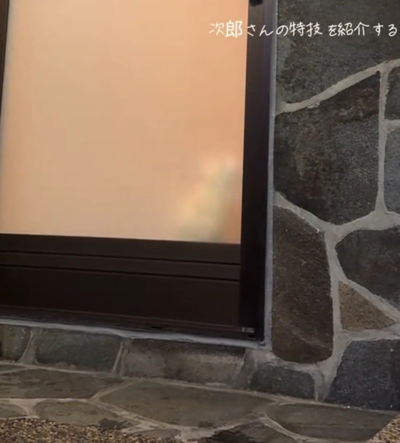 取っ手を見つめる猫