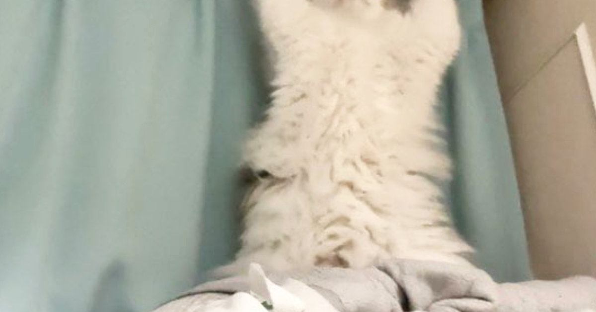 カーテンの前で後ろ足で立ち上がる猫