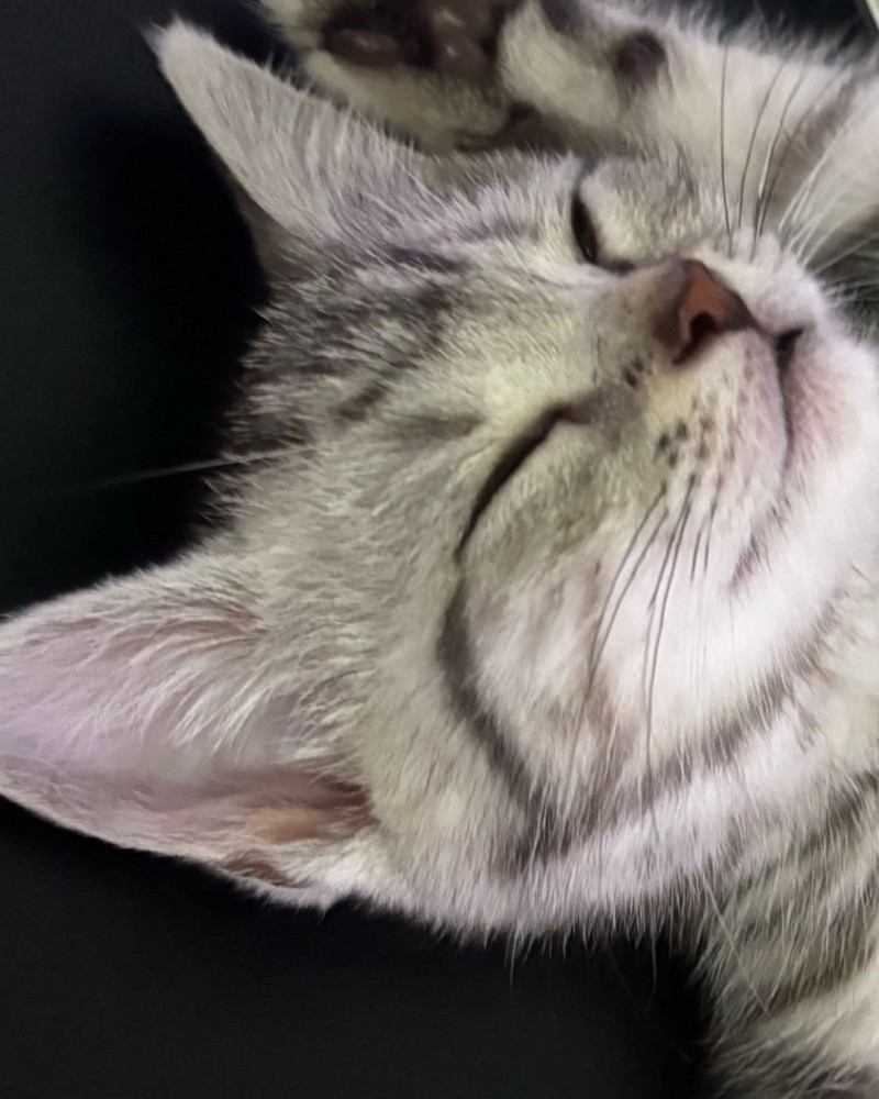 眠る子猫の顔アップ