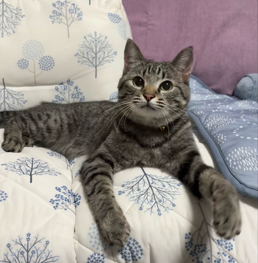 ソファーに乗る猫